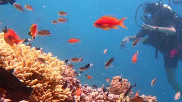 Gouna vs Hurghada Underwater Wonders