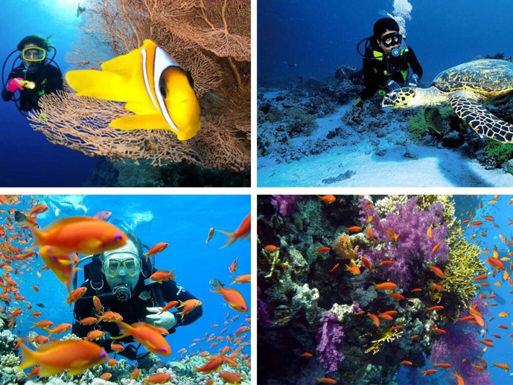 Diving Holidays in Egypt