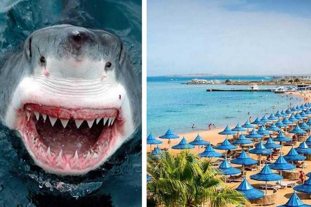 Hurghada Shark Attacks