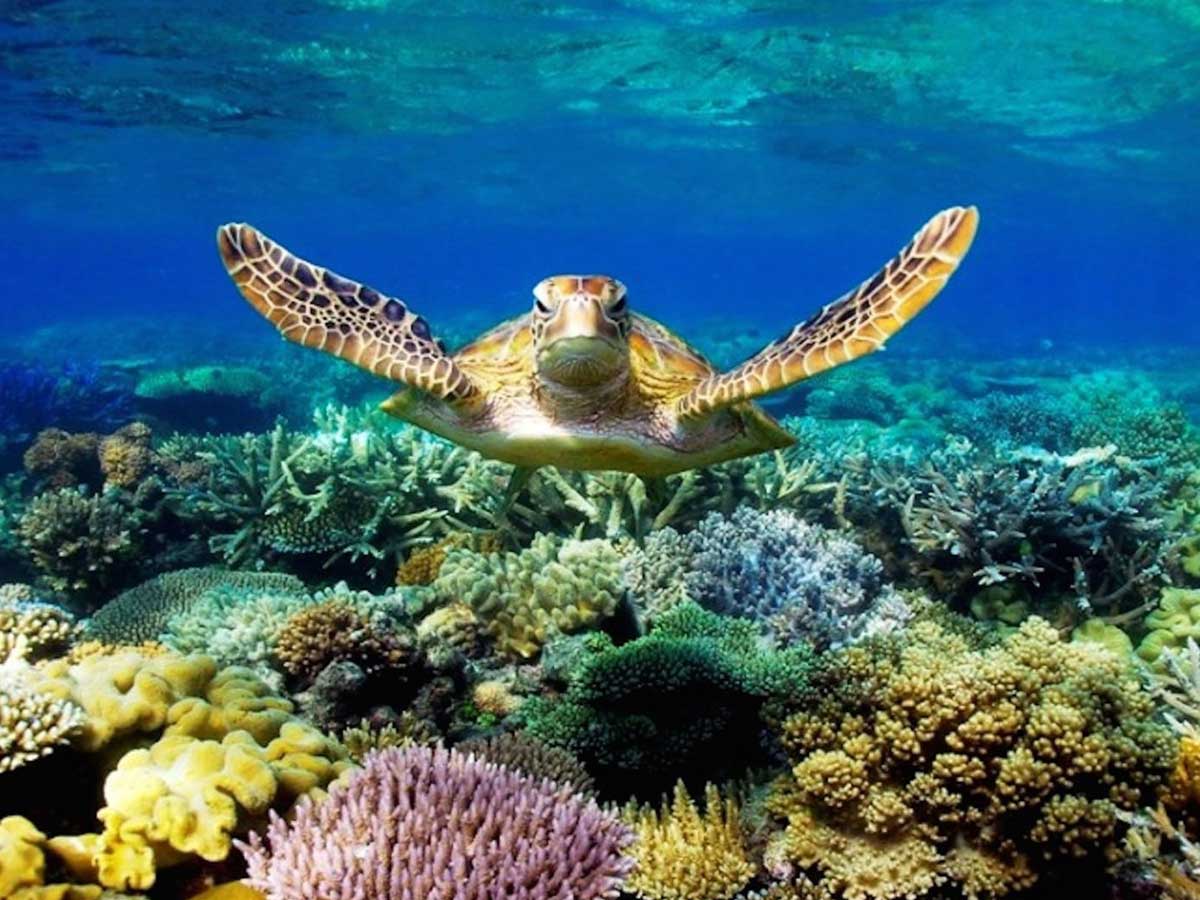 Marine Life in Hurghada Diving Deep