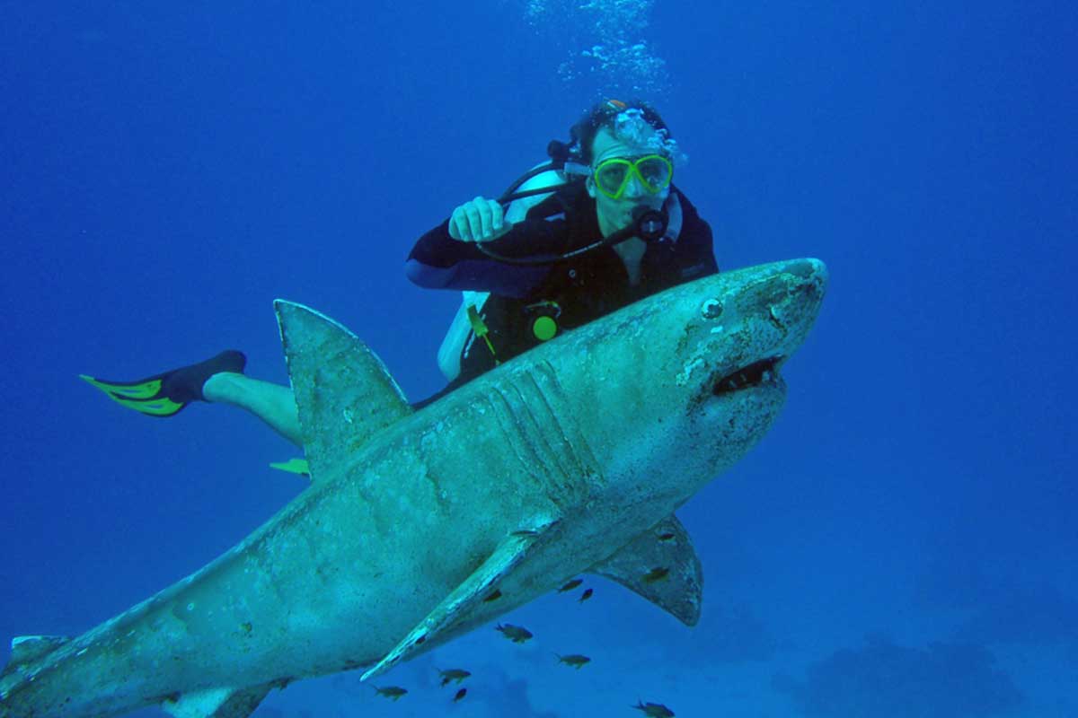 Shark Encounters in Hurghada