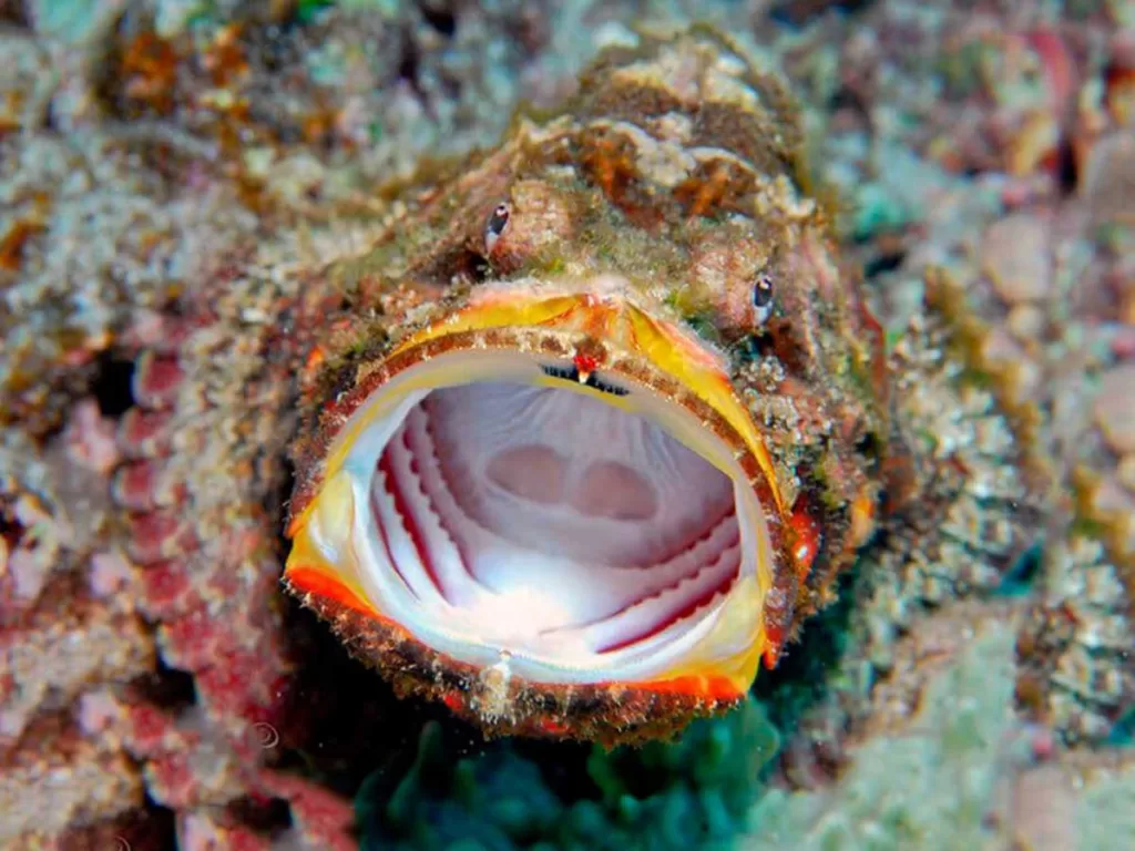 Understanding the Red Sea Stonefish