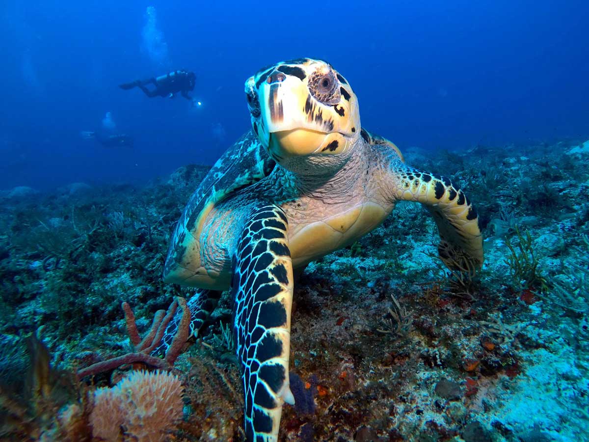 Top dive sites in Egypt