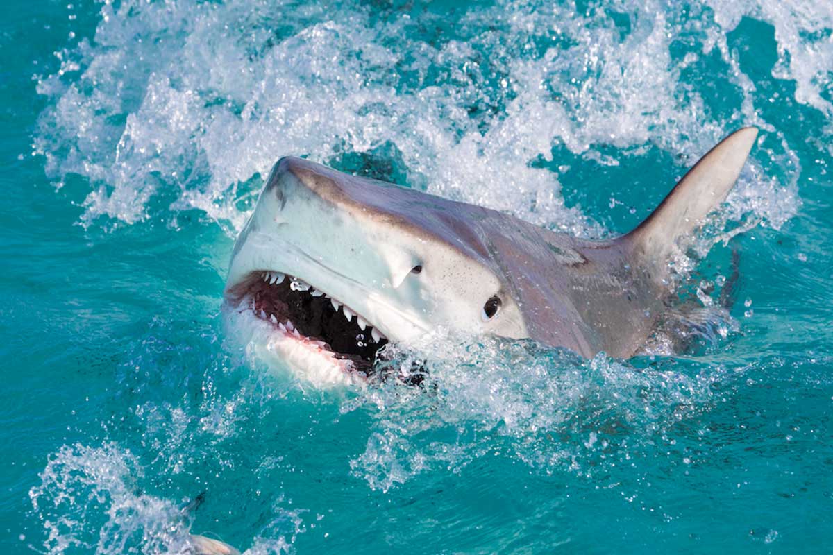 Russian Visitor's Encounter with a Shark in Hurghada