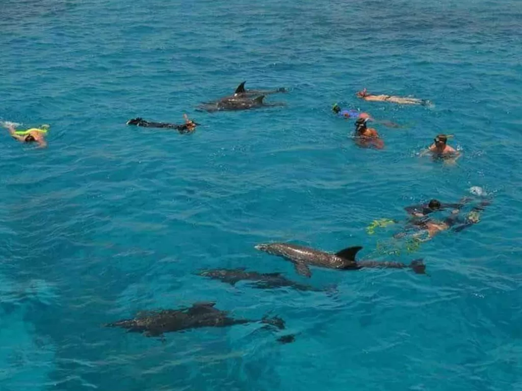 Snorkel with Dolphins in Hurghada
